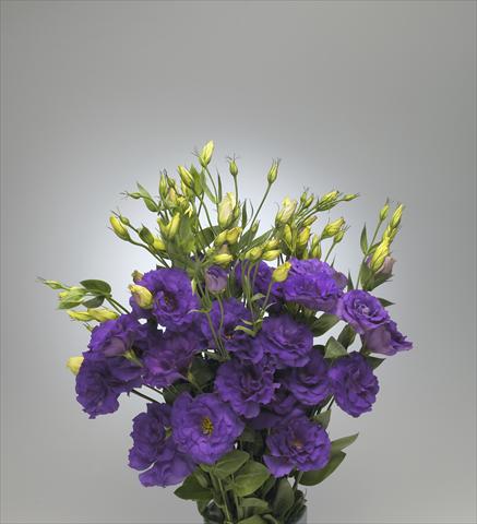 foto van een variëteit aan bloemen, te gebruiken als: Snijbloemen Lisianthus F.1 Magic Deep Blue
