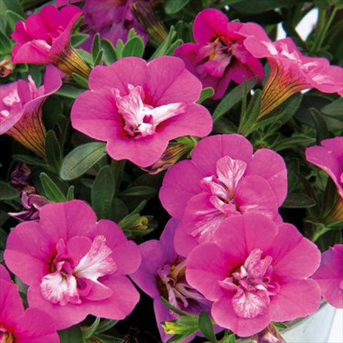foto van een variëteit aan bloemen, te gebruiken als: Perkplant, potplant of korfplant Calibrachoa hybrida MiniFamous® Compact Double Rose