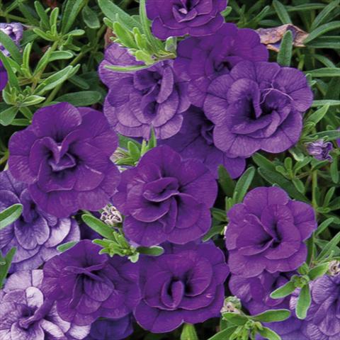 foto van een variëteit aan bloemen, te gebruiken als: Perkplant, potplant of korfplant Calibrachoa hybrida MiniFamous® Double Blue 15