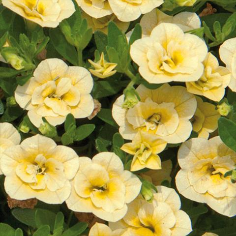 foto van een variëteit aan bloemen, te gebruiken als: Perkplant, potplant of korfplant Calibrachoa hybrida MiniFamous® Double Lemon 15