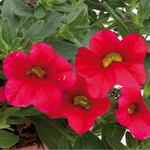 foto van een variëteit aan bloemen, te gebruiken als: Perkplant, potplant of korfplant Calibrachoa hybrida MiniFamous® Neo Cherry