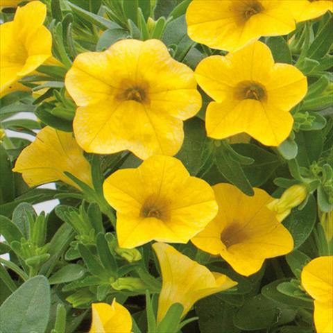 foto van een variëteit aan bloemen, te gebruiken als: Perkplant, potplant of korfplant Calibrachoa hybrida MiniFamous® Neo True Yellow