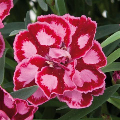 foto van een variëteit aan bloemen, te gebruiken als: Pot - en perkplant Dianthus chinensis Diantica® Strawberry Cream