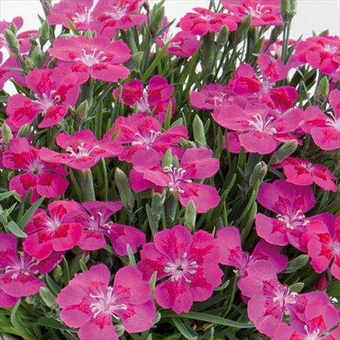 foto van een variëteit aan bloemen, te gebruiken als: Pot - en perkplant Dianthus chinensis Pillow® Purple