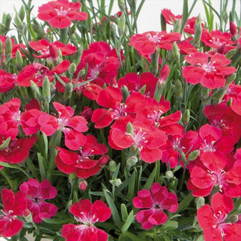 foto van een variëteit aan bloemen, te gebruiken als: Pot - en perkplant Dianthus chinensis Pillow® Red