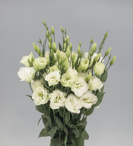foto van een variëteit aan bloemen, te gebruiken als: Snijbloemen Lisianthus F.1 Magic Green