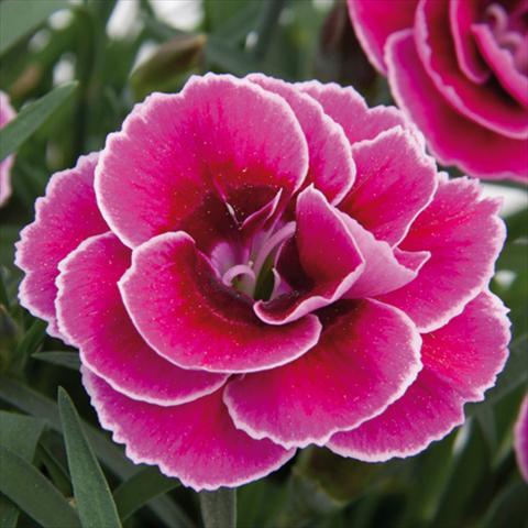 foto van een variëteit aan bloemen, te gebruiken als: Pot - en perkplant Dianthus caryophyllus SuperTrouper® Sally