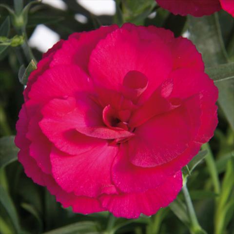 foto van een variëteit aan bloemen, te gebruiken als: Pot - en perkplant Dianthus caryophyllus SuperTrouper® Amy