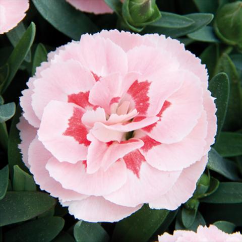 photo of flower to be used as: Pot and bedding Dianthus caryophyllus Oscar®Pink Star