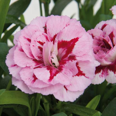 foto van een variëteit aan bloemen, te gebruiken als: Pot - en perkplant Dianthus caryophyllus Oscar®Purple Star
