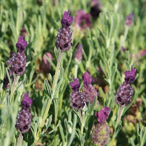 foto van een variëteit aan bloemen, te gebruiken als: Pot - en perkplant Lavandula stoechas LaVela Dark Violet 16