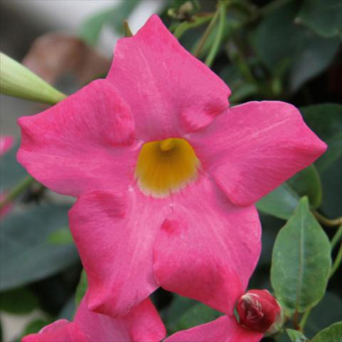 foto van een variëteit aan bloemen, te gebruiken als: Pot Mandevillea Sevilla Compact Pink