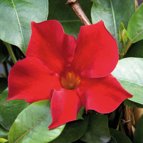 foto van een variëteit aan bloemen, te gebruiken als: Pot Mandevillea Sevilla Compact Red