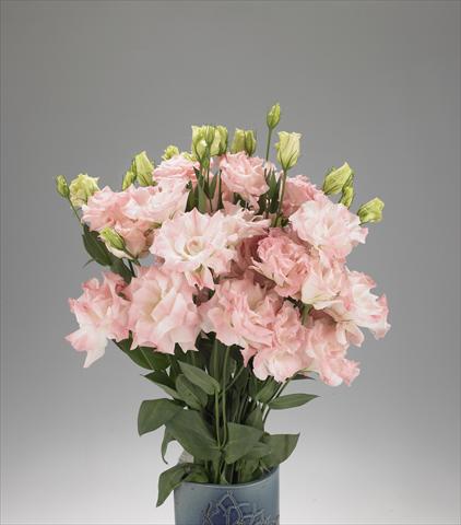 foto van een variëteit aan bloemen, te gebruiken als: Snijbloemen Lisianthus F.1 Magic Misty Pink