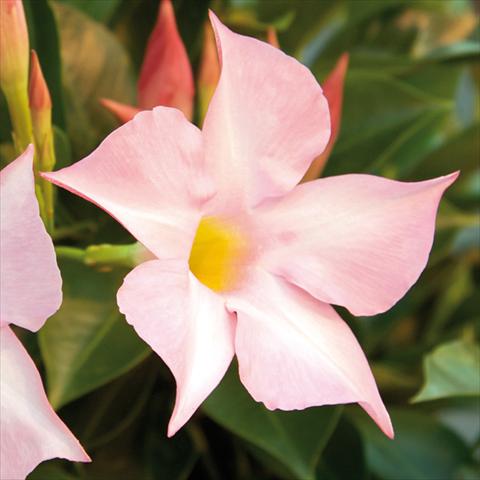 foto van een variëteit aan bloemen, te gebruiken als: Pot Mandevillea Sevilla Soft Pink