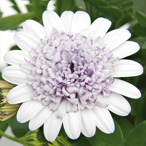 foto van een variëteit aan bloemen, te gebruiken als: Pot Osteospermum FlowerPower® 3D Berry White 15