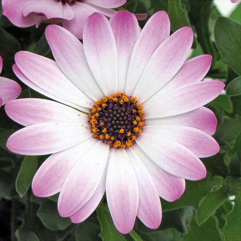 foto van een variëteit aan bloemen, te gebruiken als: Pot Osteospermum FlowerPower® Lavender and White