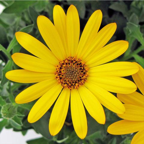 foto van een variëteit aan bloemen, te gebruiken als: Pot Osteospermum FlowerPower® Yellow