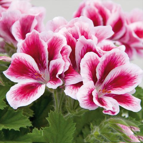 foto van een variëteit aan bloemen, te gebruiken als: Pot Pelargonium grandiflorum Novita Pink Bicolor