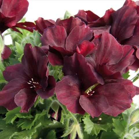 foto van een variëteit aan bloemen, te gebruiken als: Pot Pelargonium grandiflorum Novita Ruby Red