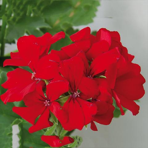foto van een variëteit aan bloemen, te gebruiken als: Patioplant, potplant Pelargonium interspec. Marcada Dark Red