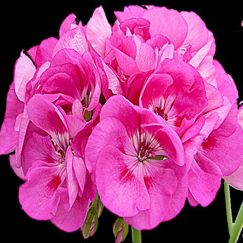 foto van een variëteit aan bloemen, te gebruiken als: Pot Pelargonium zonale Sunrise® Gomera