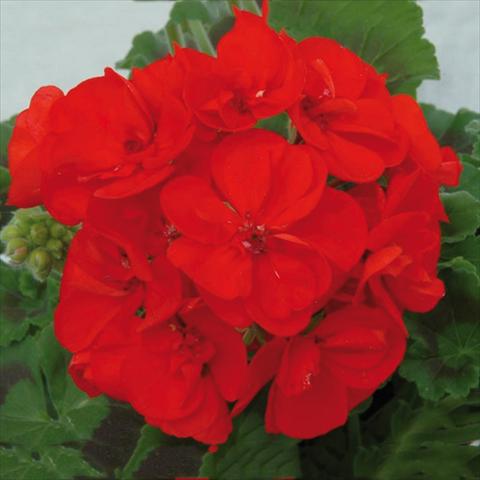 foto van een variëteit aan bloemen, te gebruiken als: Pot Pelargonium zonale Sunrise® XL Elara