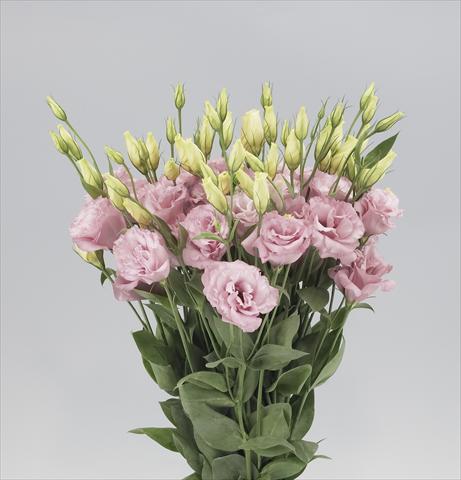 foto van een variëteit aan bloemen, te gebruiken als: Snijbloemen Lisianthus F.1 Magic Rose