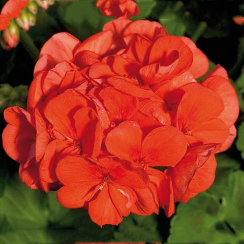 foto van een variëteit aan bloemen, te gebruiken als: Pot Pelargonium zonale Sunrise® XL Mandarin