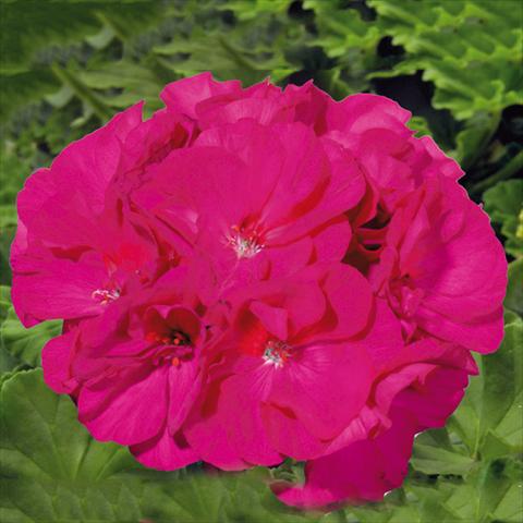 foto van een variëteit aan bloemen, te gebruiken als: Pot Pelargonium zonale Sunrise® XL Evita