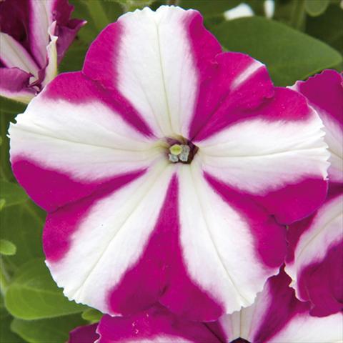 foto van een variëteit aan bloemen, te gebruiken als: Perkplant, potplant of korfplant Petunia hybrida Bonnie Carmine Star