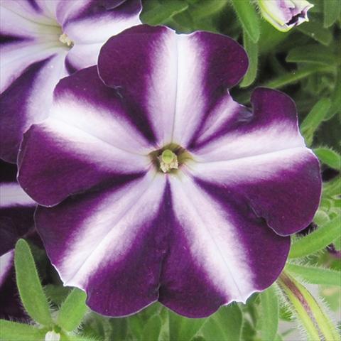 foto van een variëteit aan bloemen, te gebruiken als: Perkplant, potplant of korfplant Petunia hybrida Bonnie Purple Star