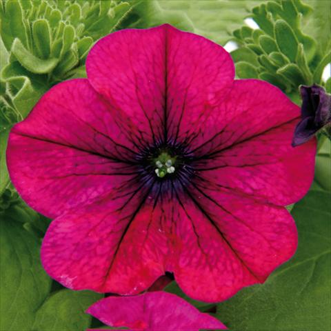 foto van een variëteit aan bloemen, te gebruiken als: Perkplant, potplant of korfplant Petunia hybrida Bonnie Magenta