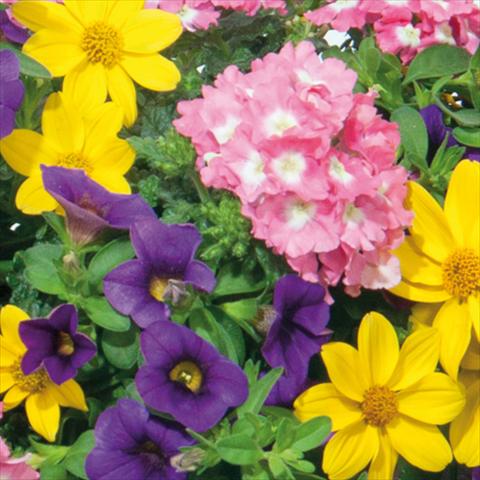 foto van een variëteit aan bloemen, te gebruiken als: Korf / Pot 3 Combo Trixi® interspecifico Medley