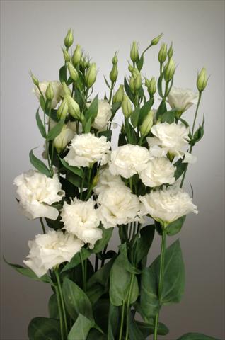 foto van een variëteit aan bloemen, te gebruiken als: Snijbloemen Lisianthus F.1 Magic White