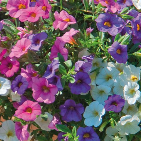 foto van een variëteit aan bloemen, te gebruiken als: Korf / Pot 3 Combo Trixi® interspecifico MiniFamous®SPA