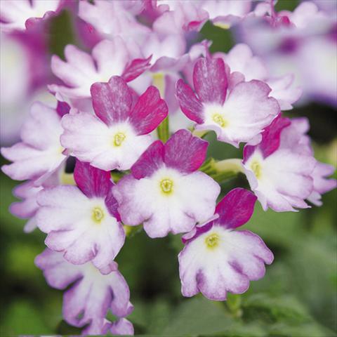 foto van een variëteit aan bloemen, te gebruiken als: Pot Verbena Bebop®Lavender