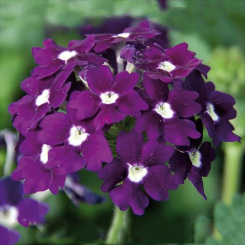 foto van een variëteit aan bloemen, te gebruiken als: Pot Verbena Blues® Velvet