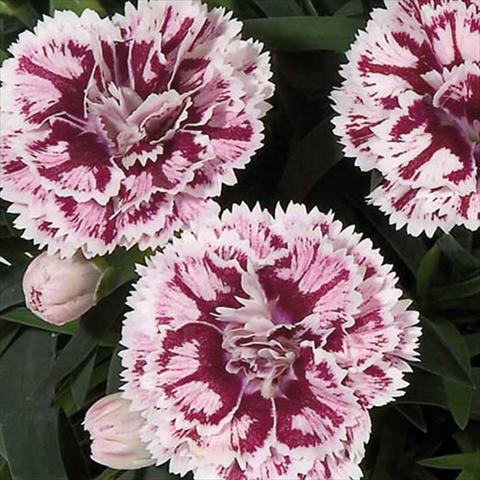 foto van een variëteit aan bloemen, te gebruiken als: Pot Dianthus caryophyllus Super Trouper® Sissy