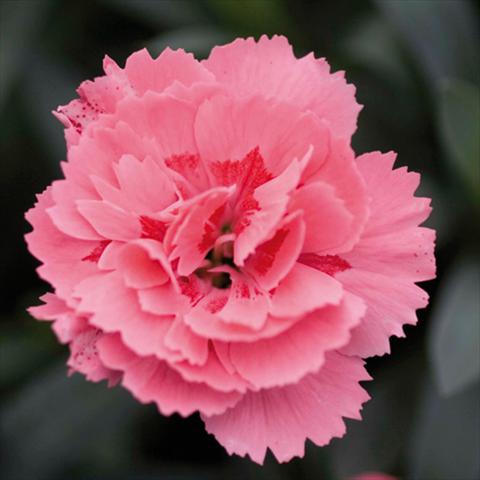 foto van een variëteit aan bloemen, te gebruiken als: Pot Dianthus caryophyllus Oscar® Pink