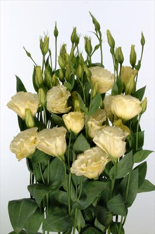 foto van een variëteit aan bloemen, te gebruiken als: Snijbloemen Lisianthus F.1 Magic Yellow