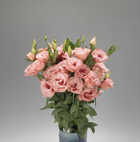 photo of flower to be used as: Cutflower Lisianthus F.1 Super Magic Apricot