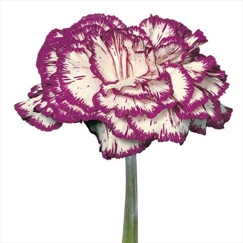 foto van een variëteit aan bloemen, te gebruiken als: Snijbloemen Dianthus caryophyllus Garofani standard Tico Tico