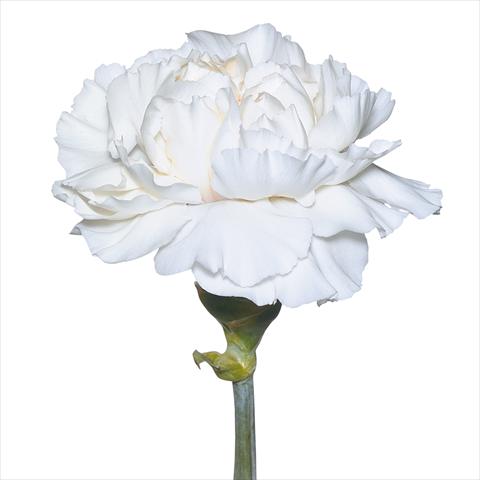 photo of flower to be used as: Cutflower Dianthus caryophyllus Garofani standard Tico Tico Bianco