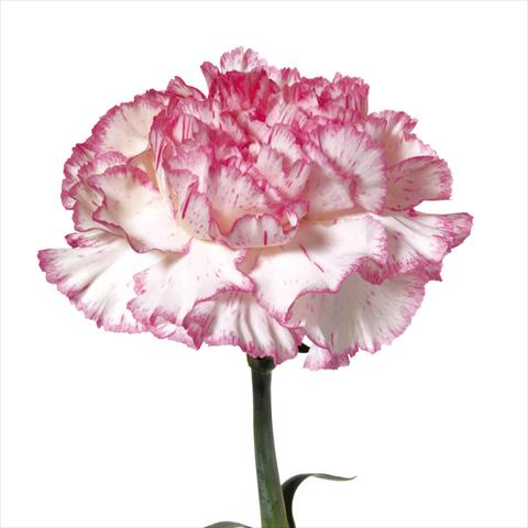 foto van een variëteit aan bloemen, te gebruiken als: Snijbloemen Dianthus caryophyllus Garofani standard Tico Tico Rosa