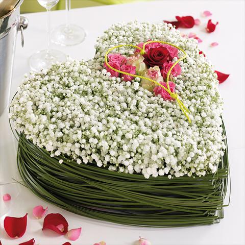 photo of flower to be used as: Cutflower Gypsophila Gypsophila Blossom Pearls®