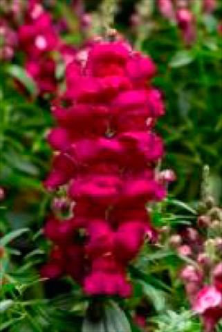 foto van een variëteit aan bloemen, te gebruiken als: Pot - en perkplant Antirrhinum majus Snaptastic Magenta
