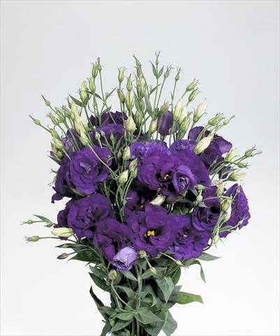 foto van een variëteit aan bloemen, te gebruiken als: Snijbloemen Lisianthus F.1 Super Magic Deep Blue