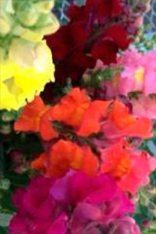 foto van een variëteit aan bloemen, te gebruiken als: Pot - en perkplant Antirrhinum majus Snaptastic Mix