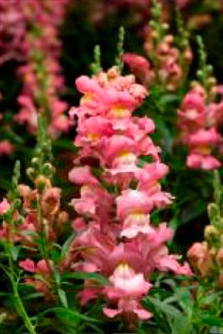 foto van een variëteit aan bloemen, te gebruiken als: Pot - en perkplant Antirrhinum majus Snaptastic Pink